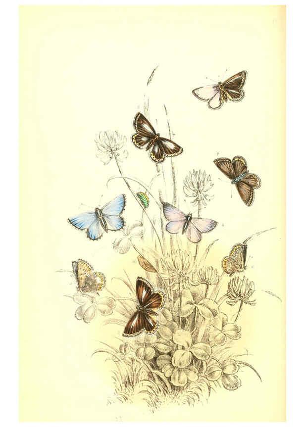 Reproducción/Reproduction 6069576958: The genera and species of British butterflies London :T.J. Allman ...,[1860?] 