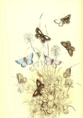 Reproducción/Reproduction 6069576958: The genera and species of British butterflies London :T.J. Allman ...,[1860?] 