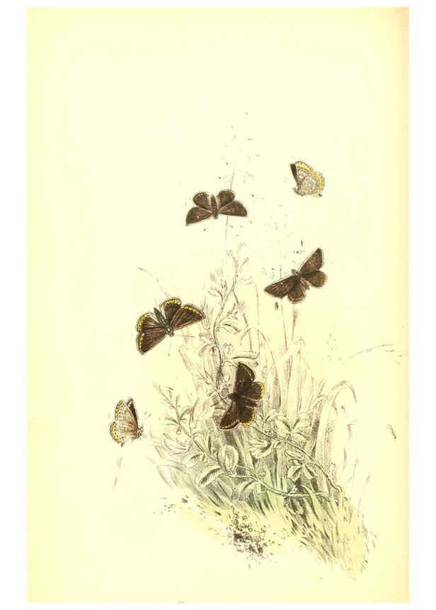 Reproducción/Reproduction 6069030143: The genera and species of British butterflies London :T.J. Allman ...,[1860?] 