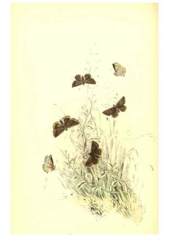 Reproducción/Reproduction 6069030143: The genera and species of British butterflies London :T.J. Allman ...,[1860?] 