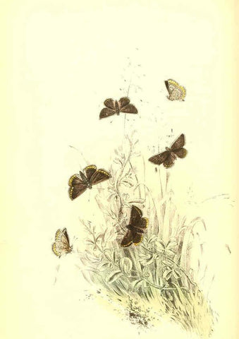 Reproducción/Reproduction 6069030143: The genera and species of British butterflies London :T.J. Allman ...,[1860?] 