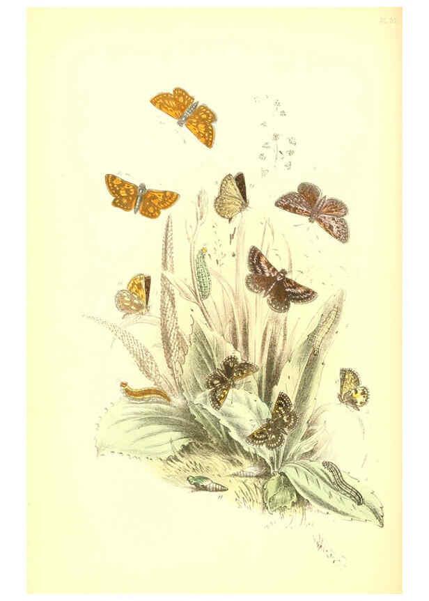 Reproducción/Reproduction 6069030419: The genera and species of British butterflies London :T.J. Allman ...,[1860?] 