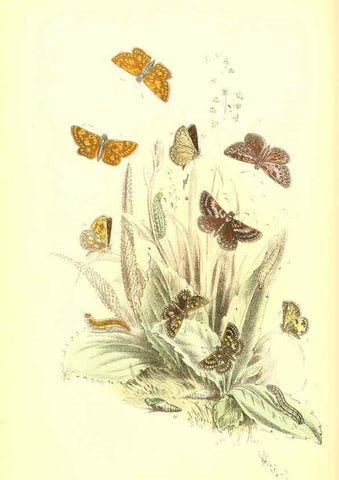 Reproducción/Reproduction 6069030419: The genera and species of British butterflies London :T.J. Allman ...,[1860?] 