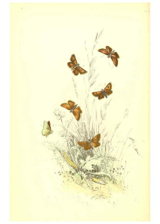 Reproducción/Reproduction 6069578106: The genera and species of British butterflies London :T.J. Allman ...,[1860?] 