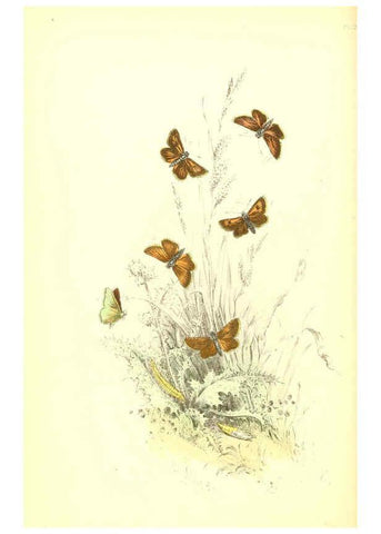Reproducción/Reproduction 6069578106: The genera and species of British butterflies London :T.J. Allman ...,[1860?] 