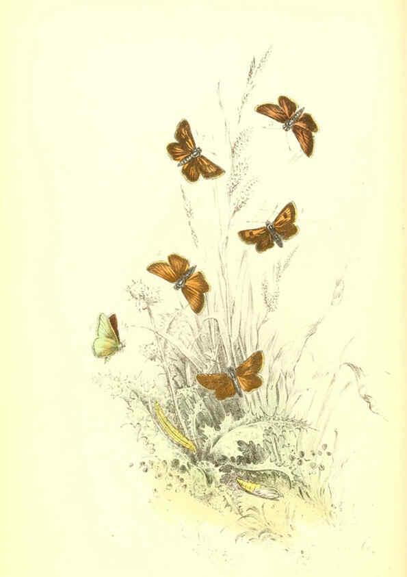 Reproducción/Reproduction 6069578106: The genera and species of British butterflies London :T.J. Allman ...,[1860?] 