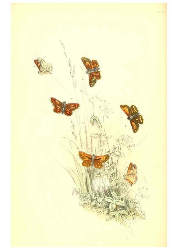 Reproducción/Reproduction 6069578456: The genera and species of British butterflies London :T.J. Allman ...,[1860?] 