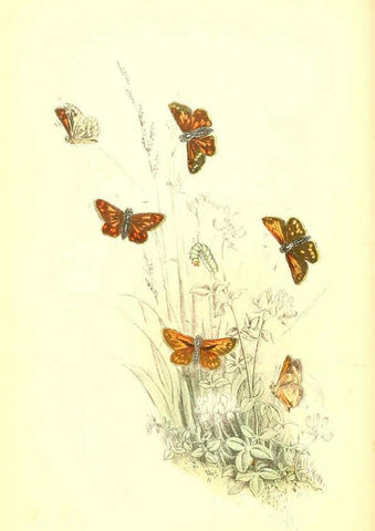 Reproducción/Reproduction 6069578456: The genera and species of British butterflies London :T.J. Allman ...,[1860?] 