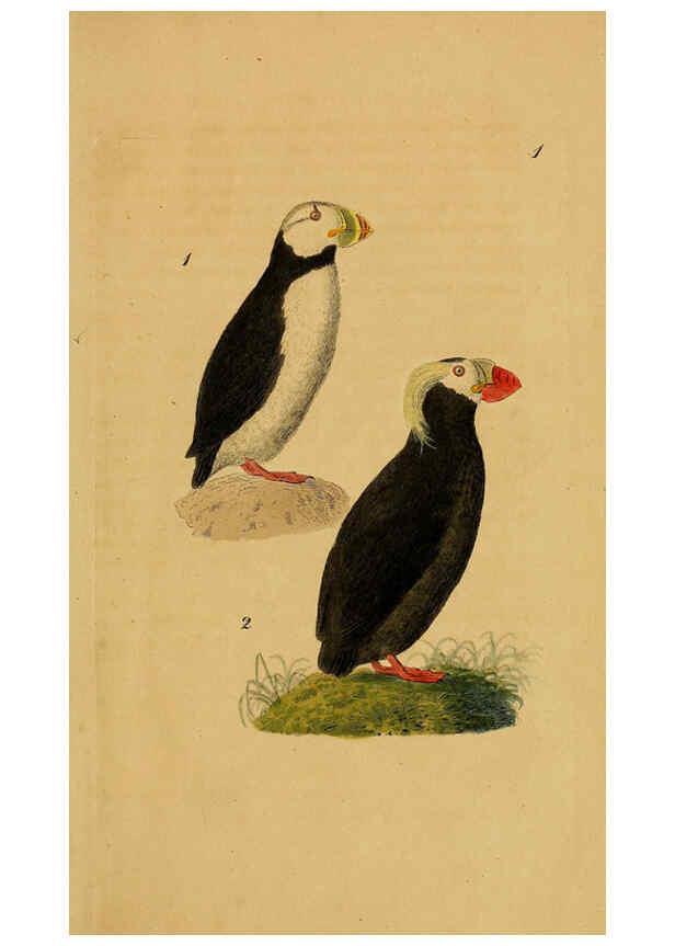 Reproducción/Reproduction 6069764964: Kupfertafeln zur Naturgeschichte der Vögel Frankfurt am Main :Johann David Sauerländer,1832-1833