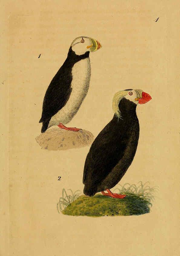 Reproducción/Reproduction 6069764964: Kupfertafeln zur Naturgeschichte der Vögel Frankfurt am Main :Johann David Sauerländer,1832-1833
