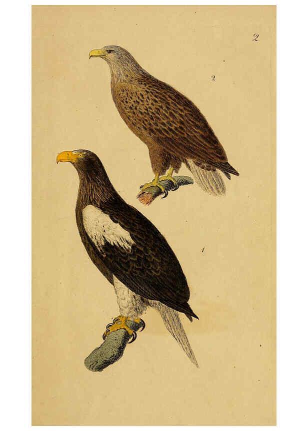 Reproducción/Reproduction 6069218689: Kupfertafeln zur Naturgeschichte der Vögel Frankfurt am Main :Johann David Sauerländer,1832-1833