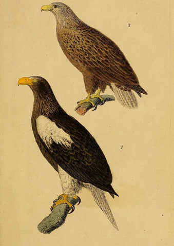 Reproducción/Reproduction 6069218689: Kupfertafeln zur Naturgeschichte der Vögel Frankfurt am Main :Johann David Sauerländer,1832-1833