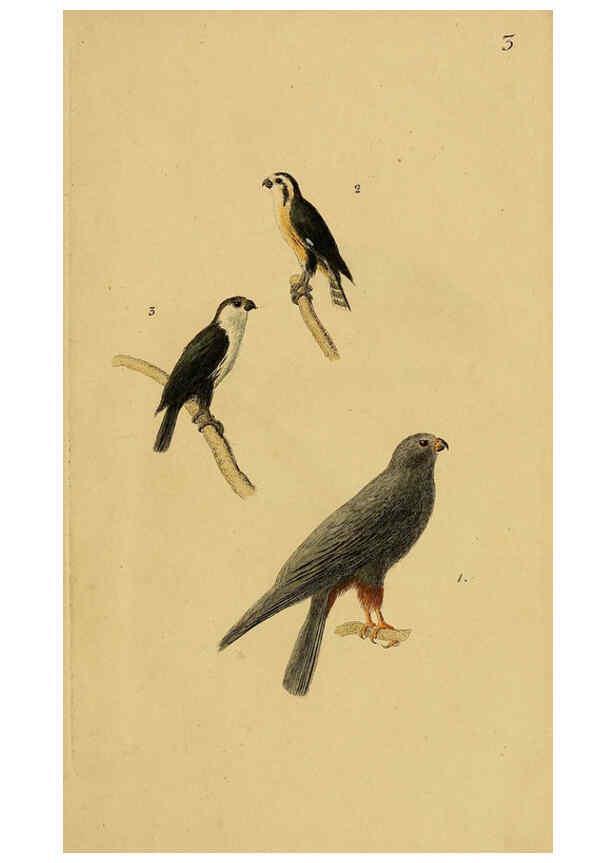Reproducción/Reproduction 6069766048: Kupfertafeln zur Naturgeschichte der Vögel Frankfurt am Main :Johann David Sauerländer,1832-1833