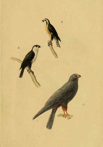 Reproducción/Reproduction 6069766048: Kupfertafeln zur Naturgeschichte der Vögel Frankfurt am Main :Johann David Sauerländer,1832-1833