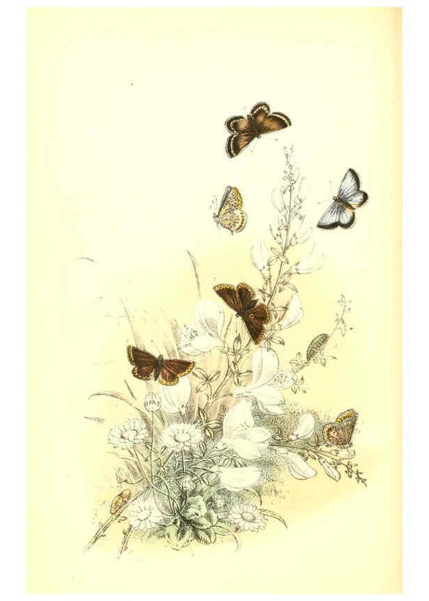 Reproducción/Reproduction 6069577290: The genera and species of British butterflies London :T.J. Allman ...,[1860?] 