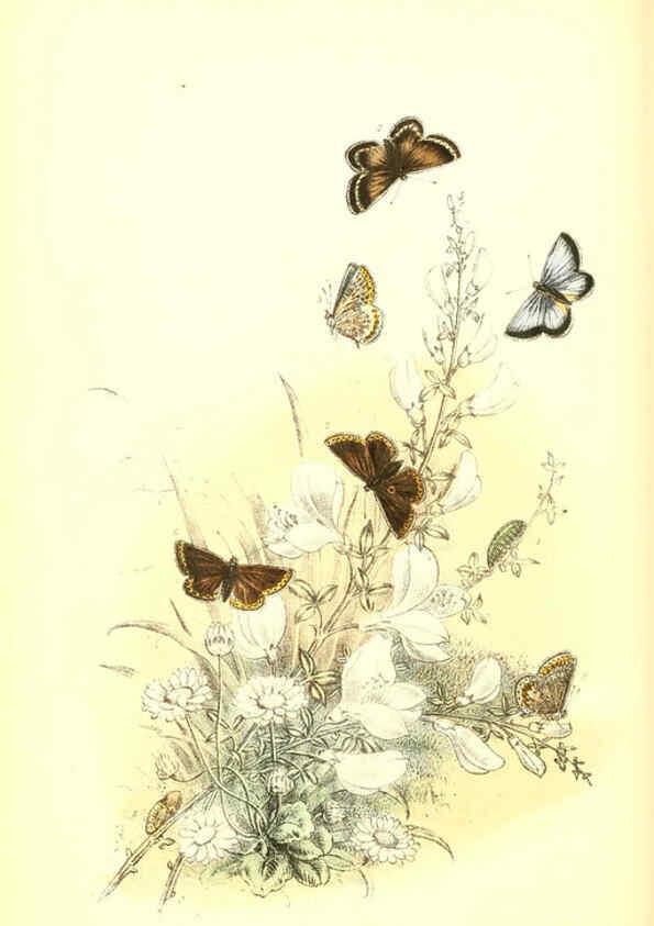 Reproducción/Reproduction 6069577290: The genera and species of British butterflies London :T.J. Allman ...,[1860?] 