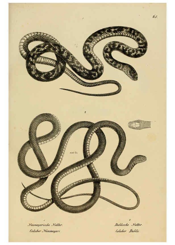 Reproducción/Reproduction 6059778916: Naturgeschichte und Abbildungen der Reptilien Schaffhausen :Aus Brodtmann's lithographischer Kunstanstalt,1833