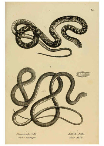Reproducción/Reproduction 6059778916: Naturgeschichte und Abbildungen der Reptilien Schaffhausen :Aus Brodtmann's lithographischer Kunstanstalt,1833