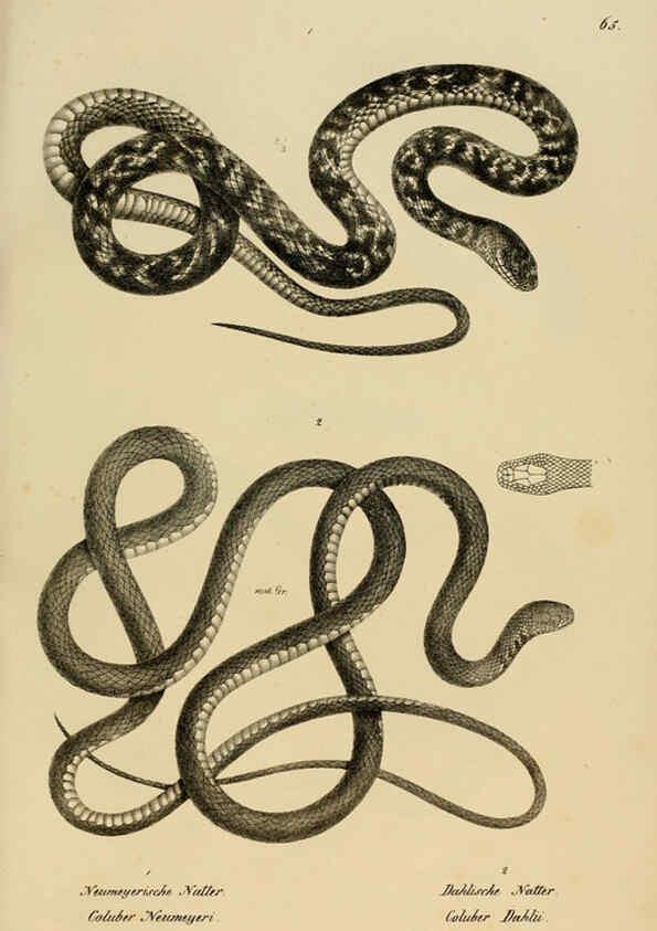 Reproducción/Reproduction 6059778916: Naturgeschichte und Abbildungen der Reptilien Schaffhausen :Aus Brodtmann's lithographischer Kunstanstalt,1833