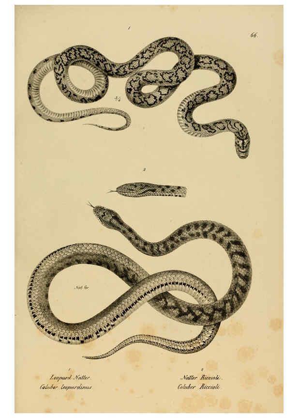 Reproducción/Reproduction 6059779206: Naturgeschichte und Abbildungen der Reptilien Schaffhausen :Aus Brodtmann's lithographischer Kunstanstalt,1833