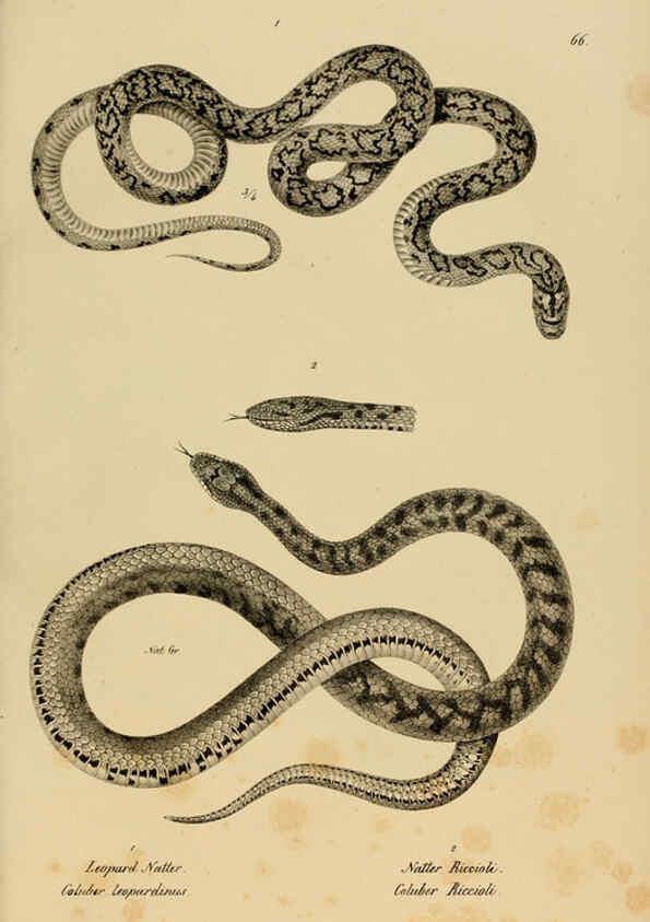 Reproducción/Reproduction 6059779206: Naturgeschichte und Abbildungen der Reptilien Schaffhausen :Aus Brodtmann's lithographischer Kunstanstalt,1833