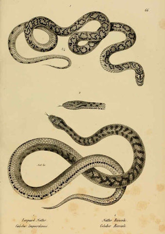 Reproducción/Reproduction 6059779206: Naturgeschichte und Abbildungen der Reptilien Schaffhausen :Aus Brodtmann's lithographischer Kunstanstalt,1833