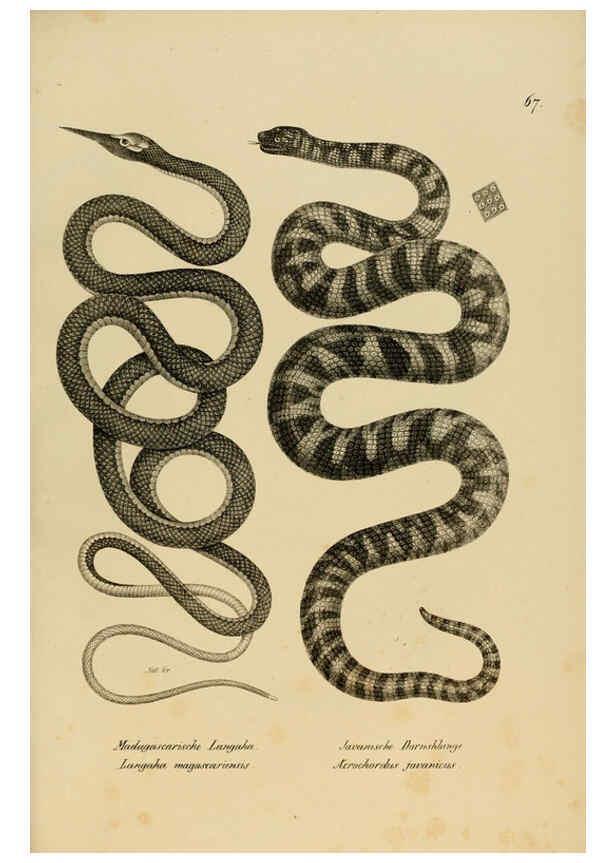 Reproducción/Reproduction 6059231923: Naturgeschichte und Abbildungen der Reptilien Schaffhausen :Aus Brodtmann's lithographischer Kunstanstalt,1833