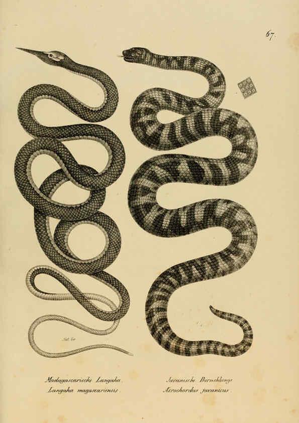 Reproducción/Reproduction 6059231923: Naturgeschichte und Abbildungen der Reptilien Schaffhausen :Aus Brodtmann's lithographischer Kunstanstalt,1833