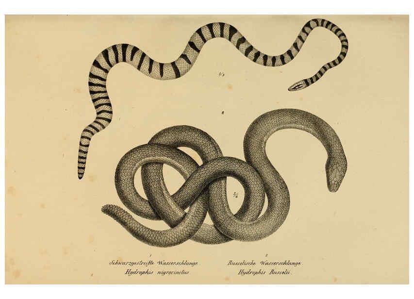 Reproducción/Reproduction 6059232195: Naturgeschichte und Abbildungen der Reptilien Schaffhausen :Aus Brodtmann's lithographischer Kunstanstalt,1833