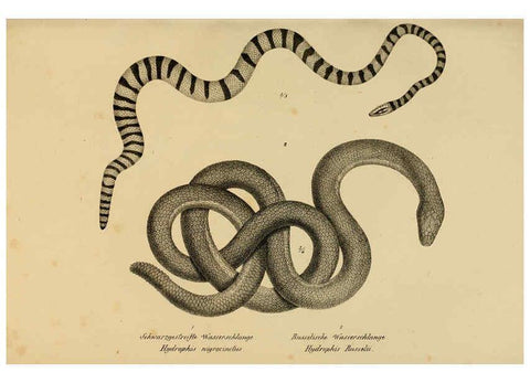 Reproducción/Reproduction 6059232195: Naturgeschichte und Abbildungen der Reptilien Schaffhausen :Aus Brodtmann's lithographischer Kunstanstalt,1833