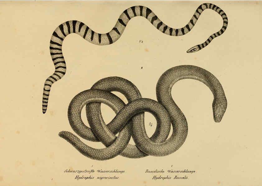 Reproducción/Reproduction 6059232195: Naturgeschichte und Abbildungen der Reptilien Schaffhausen :Aus Brodtmann's lithographischer Kunstanstalt,1833