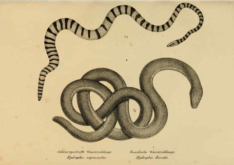 Reproducción/Reproduction 6059232195: Naturgeschichte und Abbildungen der Reptilien Schaffhausen :Aus Brodtmann's lithographischer Kunstanstalt,1833