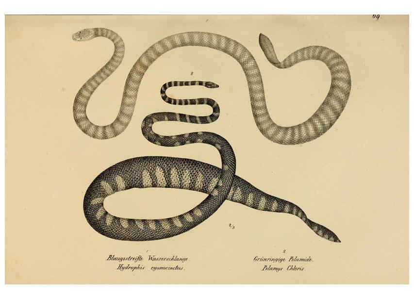 Reproducción/Reproduction 6059232387: Naturgeschichte und Abbildungen der Reptilien Schaffhausen :Aus Brodtmann's lithographischer Kunstanstalt,1833