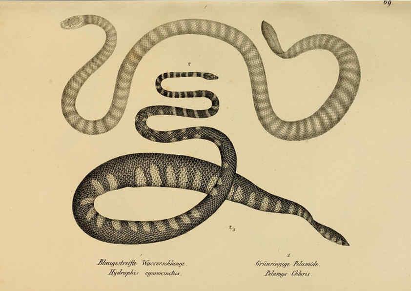 Reproducción/Reproduction 6059232387: Naturgeschichte und Abbildungen der Reptilien Schaffhausen :Aus Brodtmann's lithographischer Kunstanstalt,1833