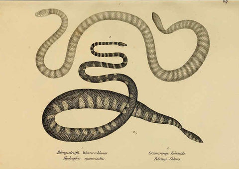 Reproducción/Reproduction 6059232387: Naturgeschichte und Abbildungen der Reptilien Schaffhausen :Aus Brodtmann's lithographischer Kunstanstalt,1833