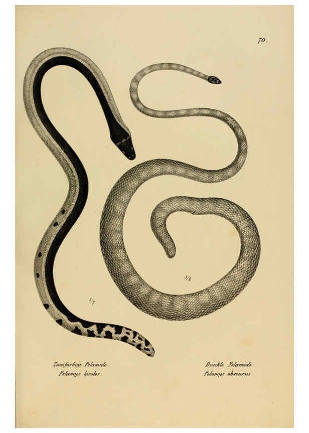 Reproducción/Reproduction 6059232613: Naturgeschichte und Abbildungen der Reptilien Schaffhausen :Aus Brodtmann's lithographischer Kunstanstalt,1833