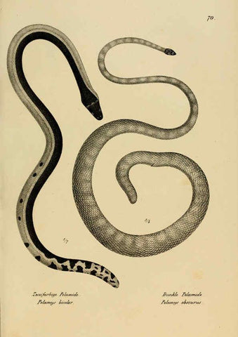 Reproducción/Reproduction 6059232613: Naturgeschichte und Abbildungen der Reptilien Schaffhausen :Aus Brodtmann's lithographischer Kunstanstalt,1833