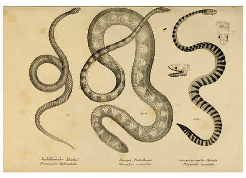Reproducción/Reproduction 6059780312: Naturgeschichte und Abbildungen der Reptilien Schaffhausen :Aus Brodtmann's lithographischer Kunstanstalt,1833