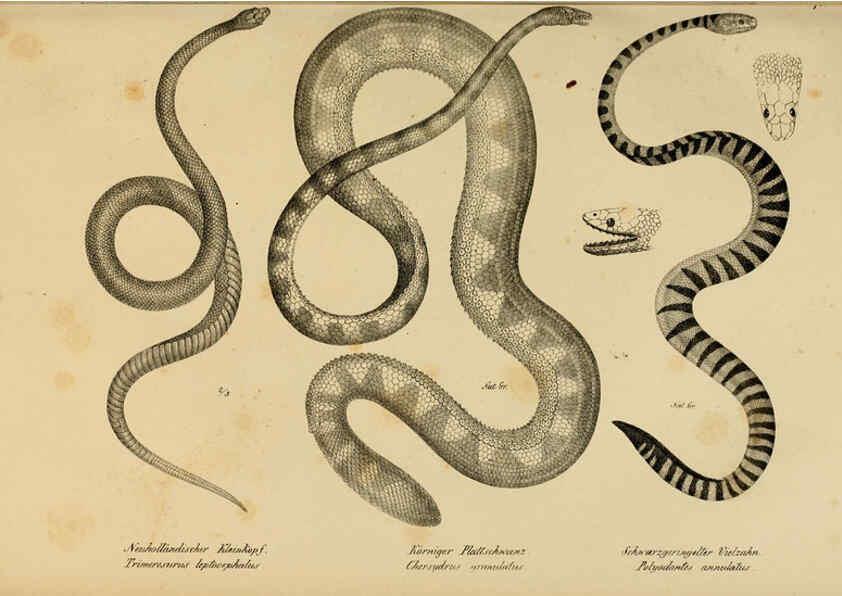 Reproducción/Reproduction 6059780312: Naturgeschichte und Abbildungen der Reptilien Schaffhausen :Aus Brodtmann's lithographischer Kunstanstalt,1833