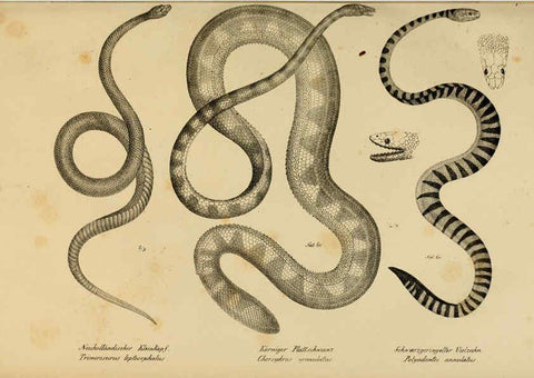 Reproducción/Reproduction 6059780312: Naturgeschichte und Abbildungen der Reptilien Schaffhausen :Aus Brodtmann's lithographischer Kunstanstalt,1833