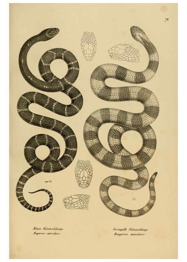 Reproducción/Reproduction 6059780532: Naturgeschichte und Abbildungen der Reptilien Schaffhausen :Aus Brodtmann's lithographischer Kunstanstalt,1833