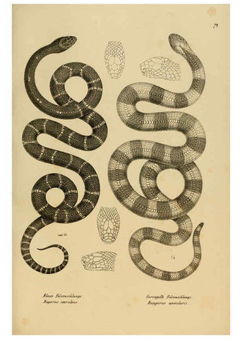 Reproducción/Reproduction 6059780532: Naturgeschichte und Abbildungen der Reptilien Schaffhausen :Aus Brodtmann's lithographischer Kunstanstalt,1833