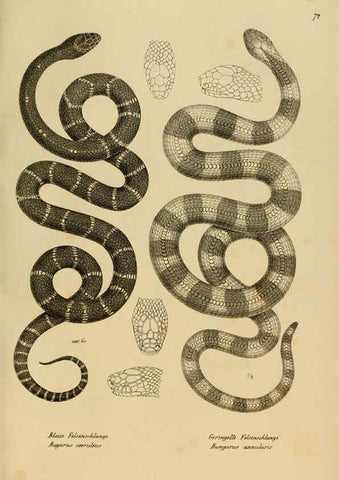 Reproducción/Reproduction 6059780532: Naturgeschichte und Abbildungen der Reptilien Schaffhausen :Aus Brodtmann's lithographischer Kunstanstalt,1833