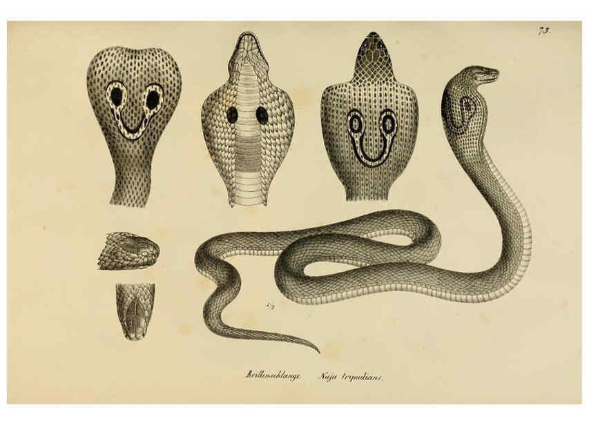 Reproducción/Reproduction 6059233207: Naturgeschichte und Abbildungen der Reptilien Schaffhausen :Aus Brodtmann's lithographischer Kunstanstalt,1833
