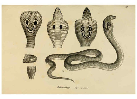 Reproducción/Reproduction 6059233207: Naturgeschichte und Abbildungen der Reptilien Schaffhausen :Aus Brodtmann's lithographischer Kunstanstalt,1833