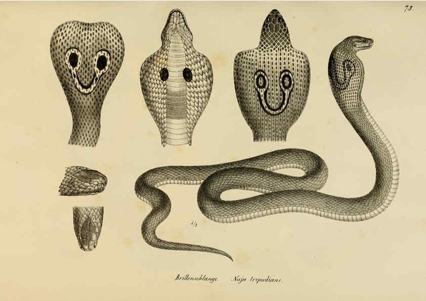 Reproducción/Reproduction 6059233207: Naturgeschichte und Abbildungen der Reptilien Schaffhausen :Aus Brodtmann's lithographischer Kunstanstalt,1833