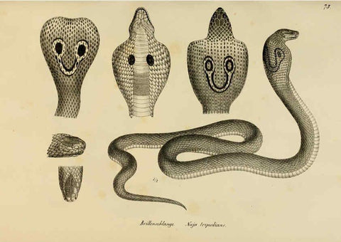 Reproducción/Reproduction 6059233207: Naturgeschichte und Abbildungen der Reptilien Schaffhausen :Aus Brodtmann's lithographischer Kunstanstalt,1833
