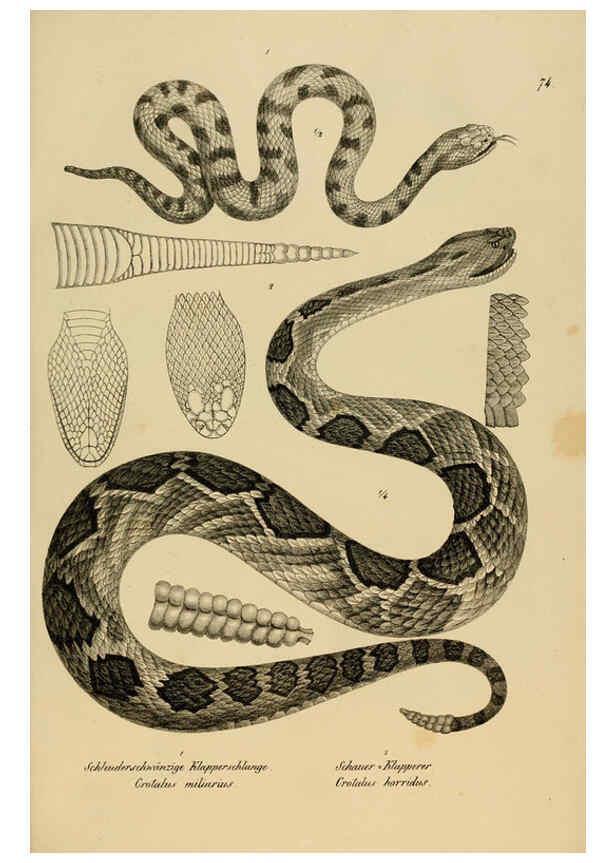 Reproducción/Reproduction 6059781042: Naturgeschichte und Abbildungen der Reptilien Schaffhausen :Aus Brodtmann's lithographischer Kunstanstalt,1833