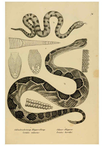 Reproducción/Reproduction 6059781042: Naturgeschichte und Abbildungen der Reptilien Schaffhausen :Aus Brodtmann's lithographischer Kunstanstalt,1833