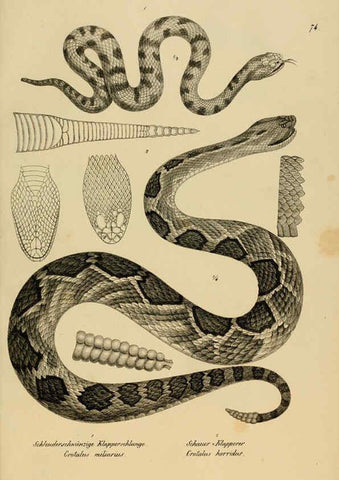 Reproducción/Reproduction 6059781042: Naturgeschichte und Abbildungen der Reptilien Schaffhausen :Aus Brodtmann's lithographischer Kunstanstalt,1833